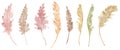 Pampas grass clipart. Watercolor illustration of tropical plant. Colorful exotic set.