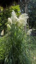 Pampas grass close up. Cortaderia selloana