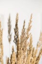 Pampas grass, close up, selective focus. Dried reeds boho style