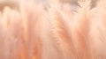 Pampas grass color peach fuzz monochrome background.Trend color of 2024.