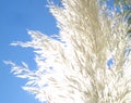 Pampas Grass Cortaderia Brilliant