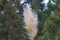 Pampas grass, or Cortaderia Sello, or Cortaderia dioecious (Latin Cortaderia selloana) Royalty Free Stock Photo