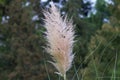 Pampas grass, or Cortaderia Sello, or Cortaderia dioecious (Latin Cortaderia selloana) Royalty Free Stock Photo