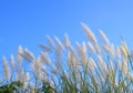 Pampas grass or Cortaderia selloana