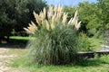 Pampas grass or Cortaderia selloana flowering plant tall grass with cluster of flowers in a dense white panicle tall stem growing