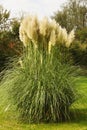 Pampas grass cortaderia selloana growing in a garden