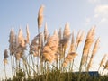 Pampas grass, Cortaderia selloana outdoors