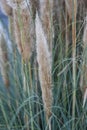 Pampas grass (Cortaderia selloana) Royalty Free Stock Photo