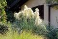 Pampas grass or Cortaderia selloana plant growing like large bush with slender green leaves and cluster of flowers in home garden