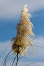 Pampas grass or Cortaderia selloana flowering plant single cluster of flowers in a dense white panicle on cloudy blue sky back