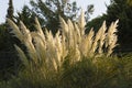 Pampas Grass Cortaderia Selloana photo swaying in sun wind