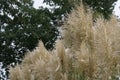 Pampas grass, Cortaderia selloana is a species of the sweet grass family. A ornamental plant as a shrub, cut flower, very Royalty Free Stock Photo