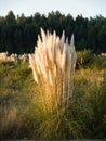 Pampas grass, Cortaderia selloana in vertical composition