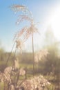 Pampas grass, dried flowers in a meadow, field, swamp, outdoor on sunny day in spring or autumn