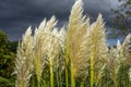 Pampas Grass in the evening blowing in the wind. Cloudy sky Royalty Free Stock Photo