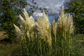 Pampas Grass in the evening blowing in the wind. Cloudy sky Royalty Free Stock Photo