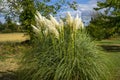 Pampas Grass in the evening blowing in the wind. Cloudy sky Royalty Free Stock Photo