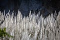 Pampas grass flowing with gentle breeze during the summer day Royalty Free Stock Photo