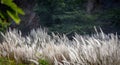 Pampas grass flowing with gentle breeze during the summer day Royalty Free Stock Photo