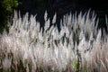 Pampas grass flowing with gentle breeze during the summer day Royalty Free Stock Photo