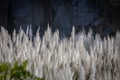 Pampas grass flowing with gentle breeze during the summer day Royalty Free Stock Photo