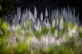 Pampas grass flowing with gentle breeze during the summer day Royalty Free Stock Photo