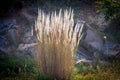 Pampas grass flowing with gentle breeze during the summer day Royalty Free Stock Photo