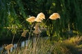 Pampas grass fronds blow in the wind