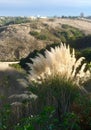 Pampas Grass Fronds