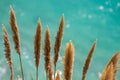 Pampas Grass in front of the glittering turquoise pacific ocean Royalty Free Stock Photo