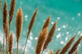 Pampas Grass in front of the glittering turquoise pacific ocean Royalty Free Stock Photo