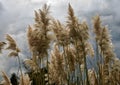 Pampas Grass in full bloom Royalty Free Stock Photo
