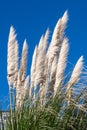 Pampas Grass in full bloom in Eastbourne Royalty Free Stock Photo