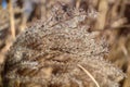 Pampas Grass in full bloom in winter Royalty Free Stock Photo