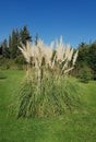 Pampas grass in a garden