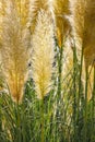 Pampas grass in the garden picturesquely staged against the light Royalty Free Stock Photo