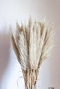 Pampas grass in glass vase against wall. Still life bouquet of dried flowers on stone background with copy space - Image Royalty Free Stock Photo