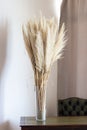 Pampas grass in glass vase against wall. Still life bouquet of dried flowers on stone background with copy space - Image Royalty Free Stock Photo