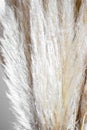 Pampas grass in glass vase against wall. Still life bouquet of dried flowers on stone background with copy space - Image Royalty Free Stock Photo