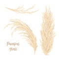 Pampas Grass Golden. Vector Illustration. Panicle Cortaderia Selloana South America