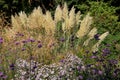 Pampas grass growing in a flower bed outside Eastcote House historic walled garden in the Borough of Hillingdon, London, UK. Royalty Free Stock Photo