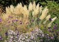 Pampas grass growing in a flower bed outside Eastcote House historic walled garden in the Borough of Hillingdon, London, UK Royalty Free Stock Photo