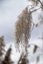 Pampas grass head Royalty Free Stock Photo