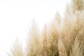 Pampas grass on isolated background