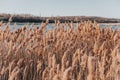 Reed near a lake in spring Royalty Free Stock Photo