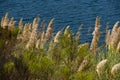 Pampas Grass at Lake Miramar