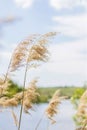 Pampas grass on the lake, reeds, cane seeds. The reeds on the lake sway in the wind against the blue sky and water. Abstract Royalty Free Stock Photo