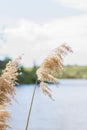 Pampas grass on the lake, reeds, cane seeds. The reeds on the lake sway in the wind against the blue sky and water. Abstract Royalty Free Stock Photo