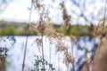 Pampas grass on the lake, reeds, cane seeds. The reeds on the lake sway in the wind against the blue sky and water. Abstract