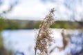 Pampas grass on the lake, reeds, cane seeds. The reeds on the lake sway in the wind against the blue sky and water. Abstract Royalty Free Stock Photo